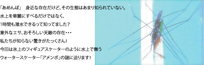 「あめんぼ」身近な存在だけど、その生態はあまり知られていない。 　水上を華麗にすべるだけではなく、1時間も潜水できるって知ってました？ 　意外なエサ、おそろしい天敵の存在・・・ 　私たちが知らない驚きがたっくさん！ 　今回は氷上のフィギュアスケーターのように水上で舞うウォータースケーター「アメンボ」の謎に迫ります！